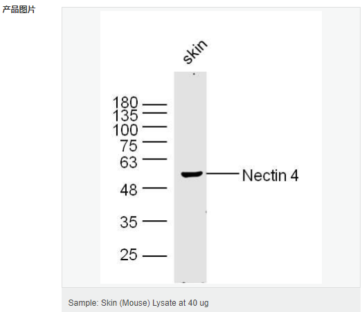 6058338cd1b73.png image.png