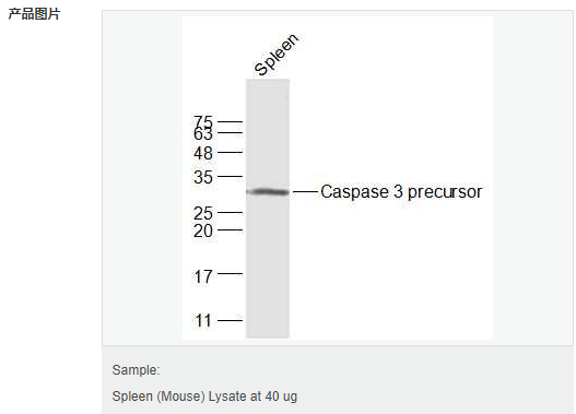 60594bfc418ad.png image.png