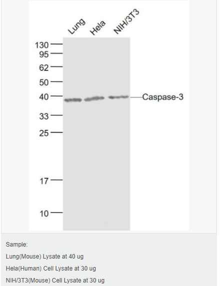 607640aeba63c.png image.png