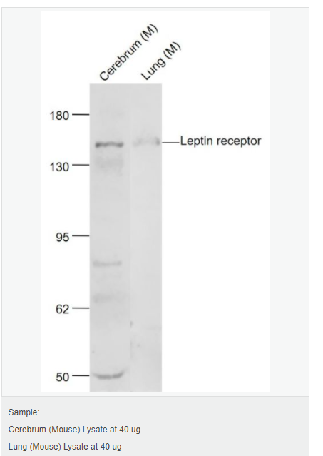 607641281ad51.png image.png